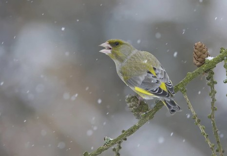 European Greenfinch (Chloris chloris), Saxony, Germany
