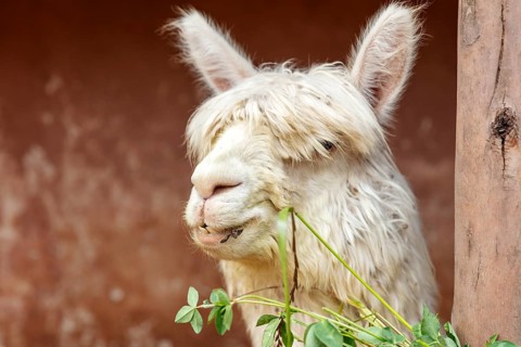 Alpaca (Vicugna pacos), Cusco, Peru