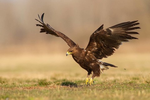 Greater Spotted Eagle (Clanga clanga) landing, Subotica, Serbia