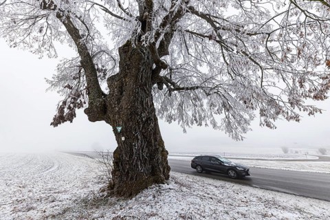 A distinctive linden tree with hoarfrost in the Swabian Jura. The Lindele natural monument in