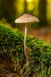 Close-up of a single mushroom on moss-covered dead wood, autumn atmosphere in the forest, North