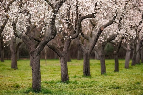A peaceful park of almond trees in full bloom, showcasing delicate white blossoms against a