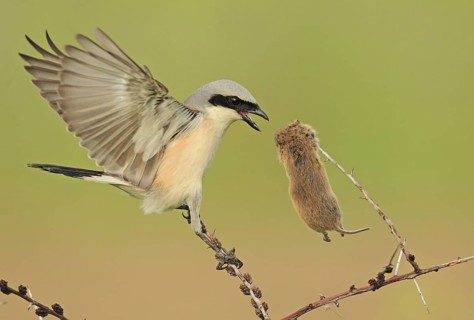 Red-backed Shrike (Lanius collurio) male, Baden-Wuerttemberg, Germany