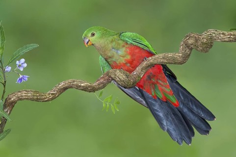 Australian King Parrot (Alisterus scapularis) female, Victoria, Australia