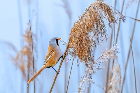 Bearded reedling, bearded tit (Panurus biarmicus) adult male perched on reed stem while foraging in