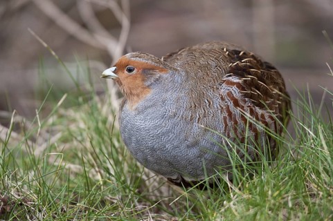 Grey Partridge (Perdix perdix), Schleswig-Holstein, Germany