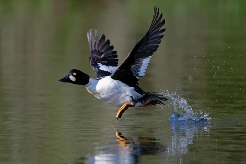 Common Goldeneye (Bucephala clangula) male flying, Saxony, Germany