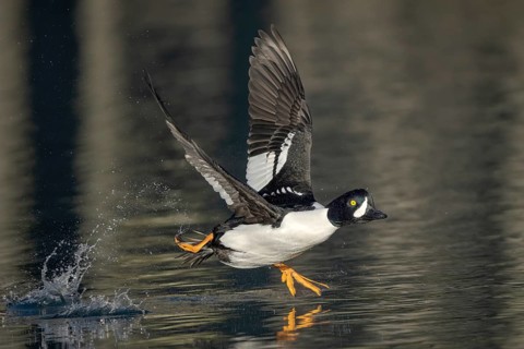 Barrow's Goldeneye (Bucephala islandica) male taking flight, Alaska, USA