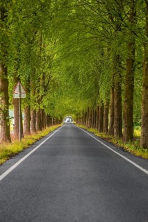 Empty Alley with Green Trees, The Hague, Netherlands