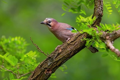Jay, European Jay, Jay, eurasian jay (Garrulus glandarius), Geai des chênes, Arrendajo Común,