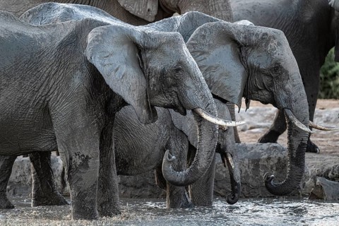 Herd of elephants, African elephant (Loxodonta africana) with young at the waterhole, sunset,