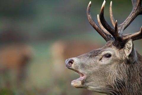 Red deer (Cervus elaphus) adult male stag animal roaring with its mouth open during the annual rut