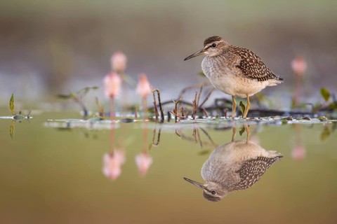 Wood Sandpiper (Tringa glareola) foraging, Poland