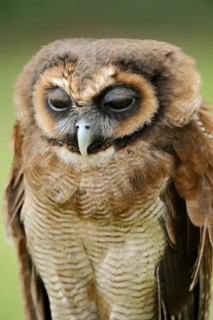Brown wood owl (Strix leptogrammica), portrait, captive, occurrence in Asia