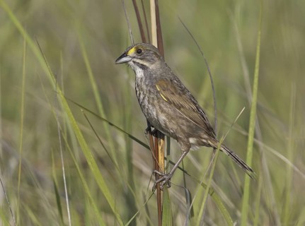 Seaside Sparrow (Ammodramus maritimus), Delaware, USA