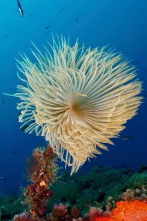 An elegant, white feather worm, screwworm (Sabella spallanzanii), spreads out in the blue ocean,