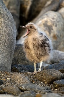 South Polar Skua (Stercorarius maccormicki) juvenile, Inexpressible Island, Antarctica