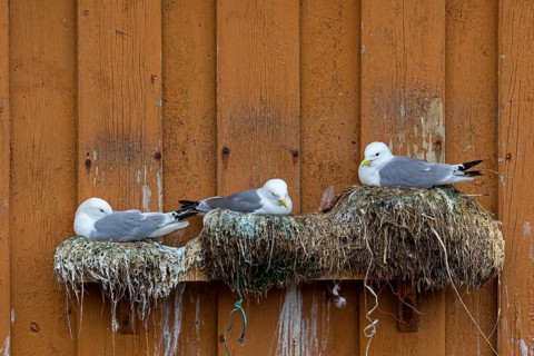 Kittiwake, (Rissa tridactyla), animals, birds, family of gulls, nest with gulls on house facade,