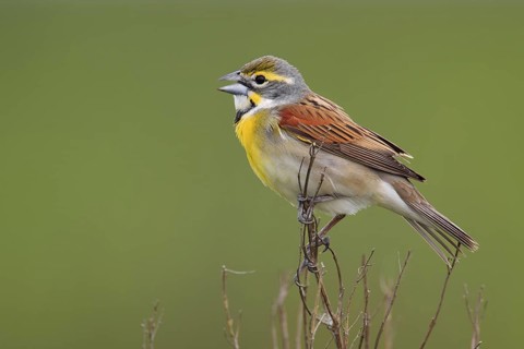 Dickcissel (Spiza americana) singing, Texas, USA