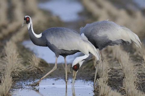 White-naped Crane (Antigone vipio) foraging, Arasaki, Japan