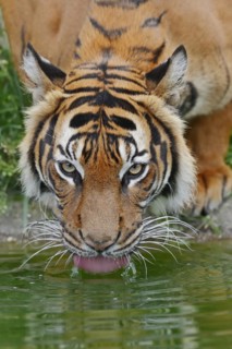 Sumatran tiger (Panthera tigris sumatrae), drinking, captive, occurring on Sumatra, Indonesia