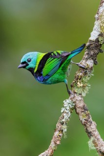 Green-headed Tanager (Tangara seledon) perched on a branch in the Atlantic rainforest of southeast