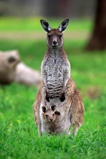Kangaroo Island grey kangaroo (Macropus fuliginosus fuliginosus), adult, female, young animal, in