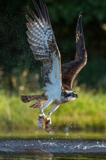 Western osprey (Pandion haliaetus) hunting with a trout, Aviemore, Scotland, Great Britain