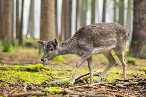 European fallow deer (Dama dama) doe in a forest in autumn, Bavaria, Germany