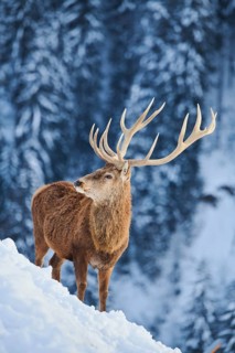 Red deer (Cervus elaphus) stag on a snowy meadow in the mountains in tirol, Kitzbühel, Wildpark