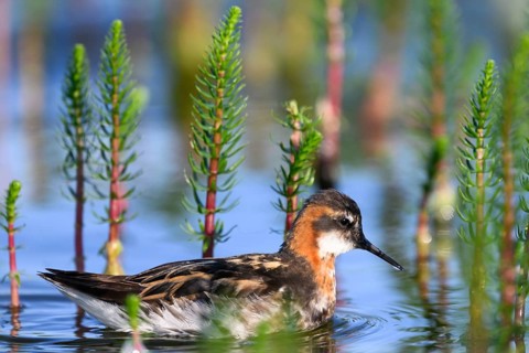 An Odin's chicken (Phalaropus lobatus) swimming among green plants in the water, in a quiet natural
