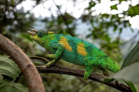 Three-horned chameleon (Trioceros jacksonii), male, Bwindi Impenetrable Forest National Park,