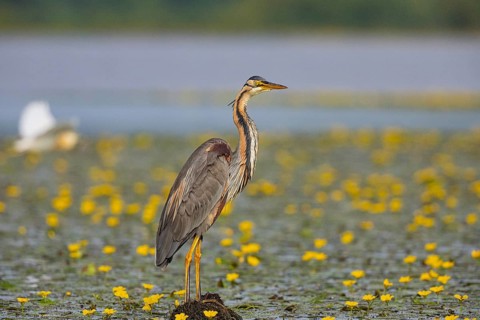 Purple heron (Ardea purpurea) amidst flowering water lilies Hungary