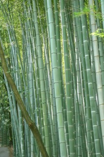 Bamboo grove, flat cane bamboo (Phyllostachys edulis 'Heterocycla'), 1.5 m deep walls as rhizome