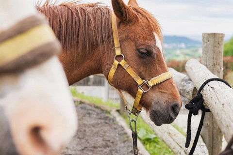 A brown horse with a yellow halter is seen tied to a rustic wooden fence, surrounded by lush