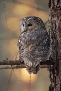 Waldkauz; lat. Strix aluco; dicht am Stamm einer Lärche im Morgenlicht sitzend