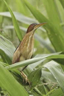 Least Bittern (Ixobrychus exilis), Ecuador
