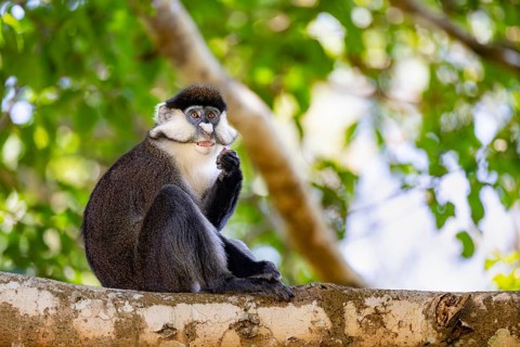 Red-tailed guenon or Congo white-nosed guenon (Cercopithecus ascanius schmidti), sitting on a tree,