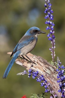 Woodhouse’s Scrub-Jay Aphelocoma woodhouseii Tucson, Pima County, Arizona, United States 12 March