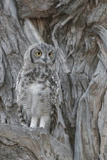 Spotted Eagle-owl (Bubo africanus) juvenile, Northern Cape, South Africa
