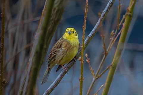 Yellowhammer (Emberiza citrinella) in woodland, Bavaria, Germany
