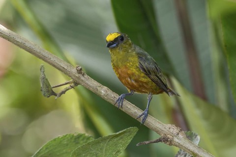 Olive-backed Euphonia (Euphonia gouldi) male, Costa Rica