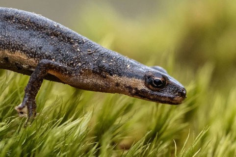 Pond newt (Lissotriton vulgaris), Emsland, Lower Saxony, Germany