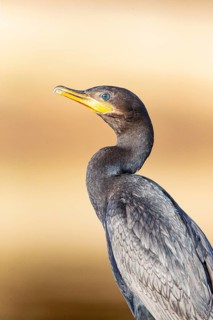 Humboldt Cormorant (Phalacrocorax brasilianus) Pantanal Brazil