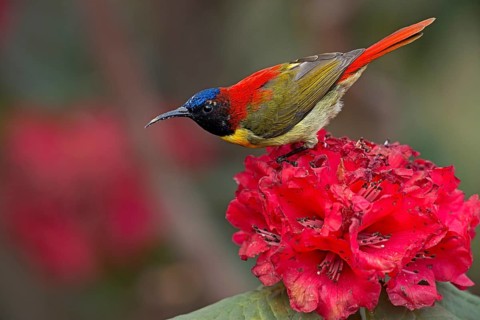 Fire-tailed Sunbird (Aethopyga ignicauda) male, Darjeeling, India