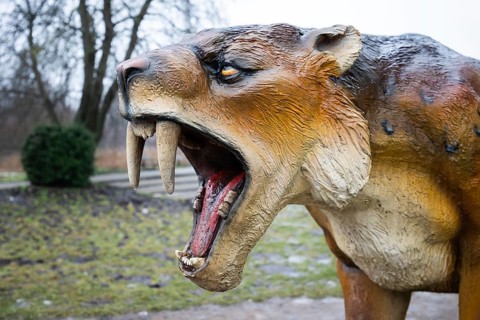 LUBIN, POLAND - JANUARY 15, 2026 - Park Wroclawski. Close-up portrait of a saber-toothed tiger