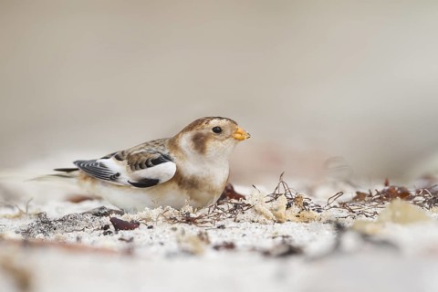 Snow Bunting - Schneeammer - Plectrophenax nivalis ssp. nivalis, Germany