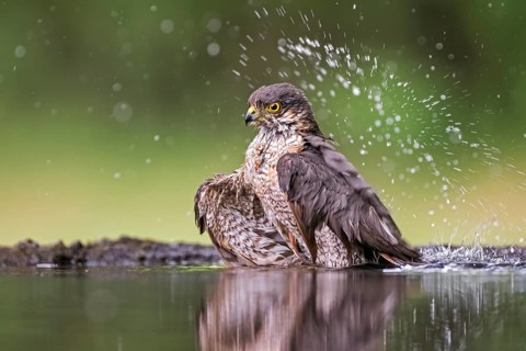Eurasian Sparrowhawk (Accipiter nisus) male bathing at a waterhole, Hungary