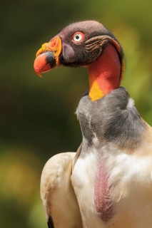 King Vulture (Sarcoramphus papa) perched on the ground in Costa Rica