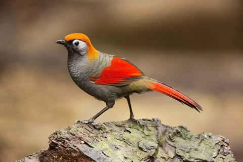 Red-tailed Laughingthrush (Trochalopteron milnei), Yunnan, China